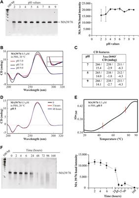 Selection of RNA aptamers targeting hypoxia in cancer